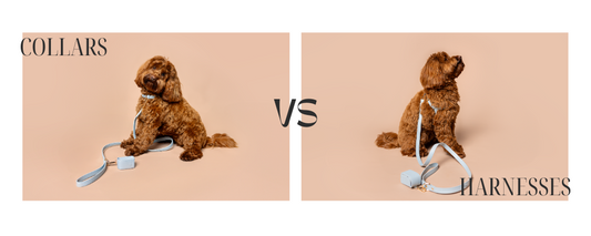 Collar vs. Harness: The Subtle Science of Choosing the Right Fit for Your Pooch