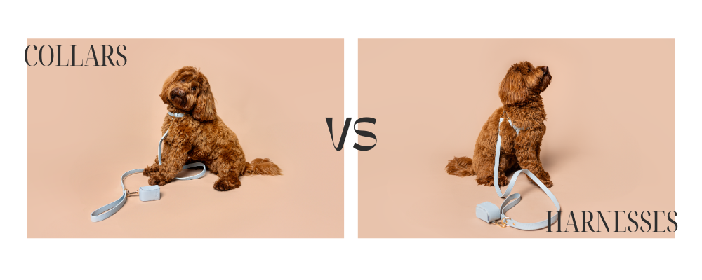 Collar vs. Harness: The Subtle Science of Choosing the Right Fit for Your Pooch