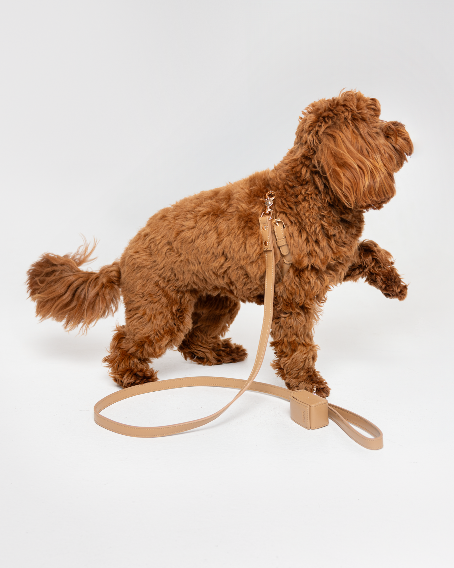 Mocha Harness