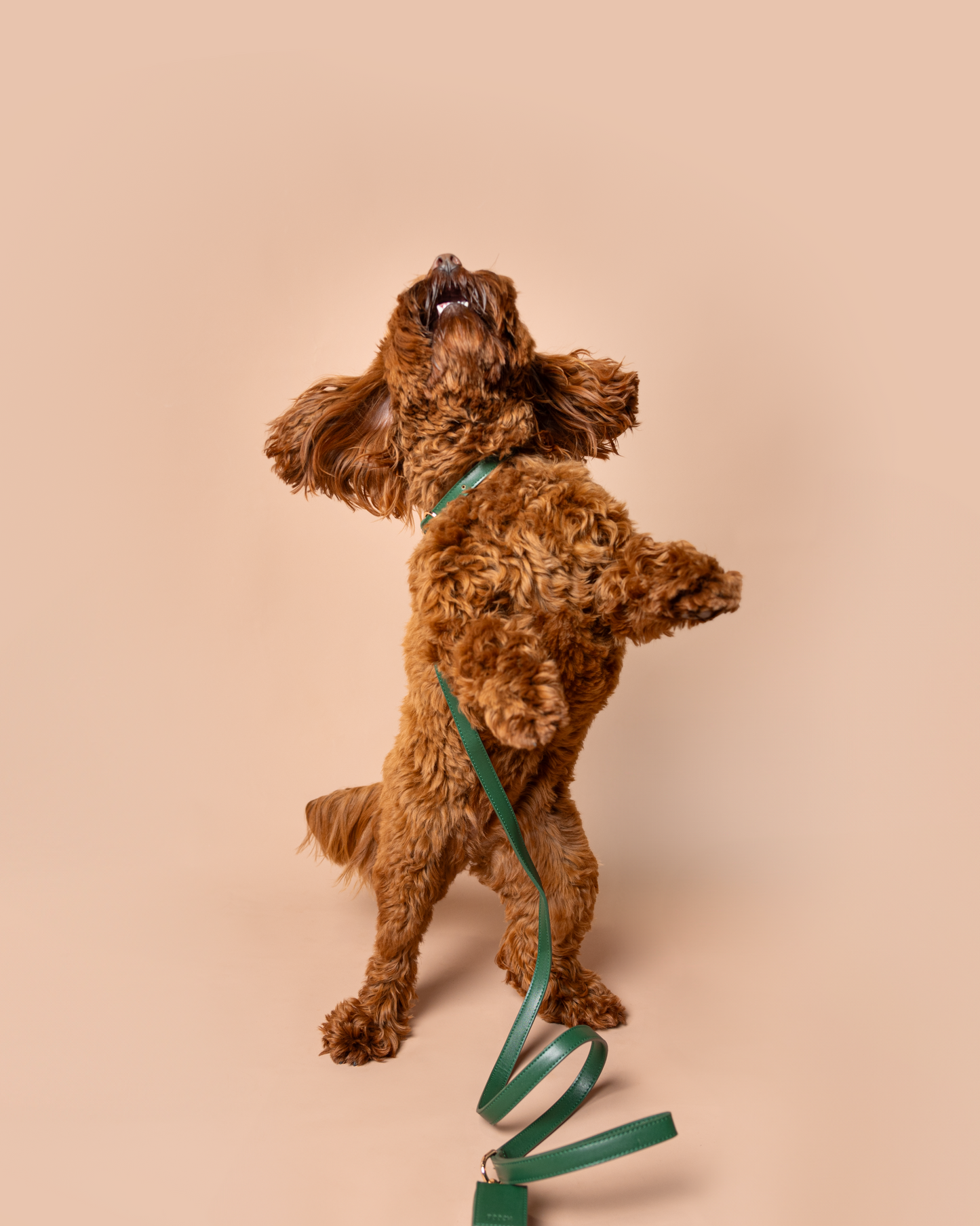 Forrest Green Collar