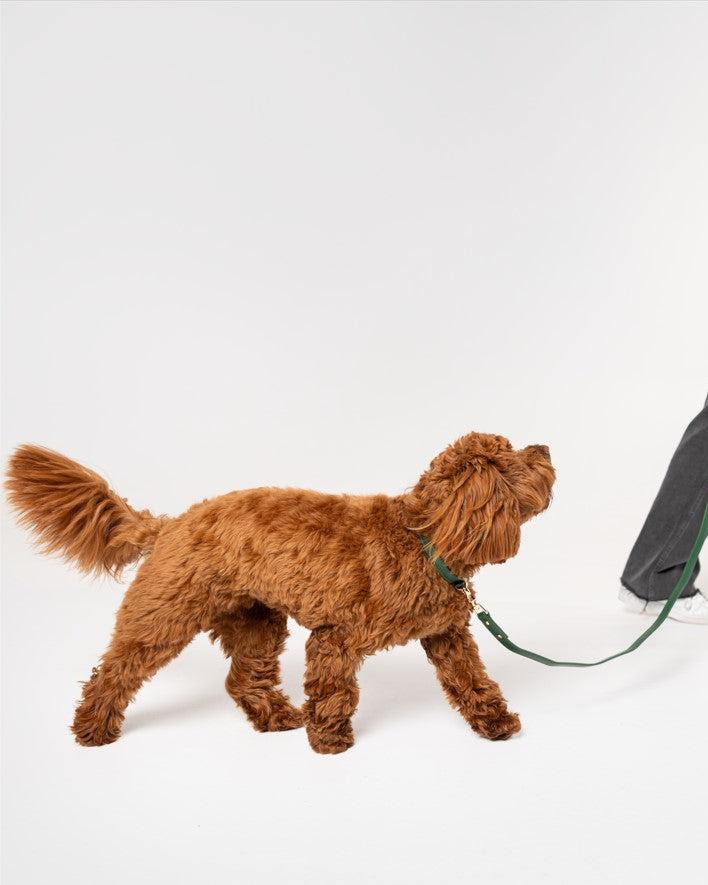 Forrest Green Collar
